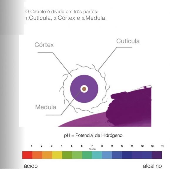 Cabelo e suas Divisões.